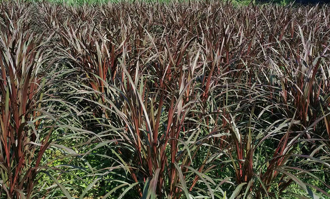 红象草,又是一款高产牧草,饲养经济价值如何?