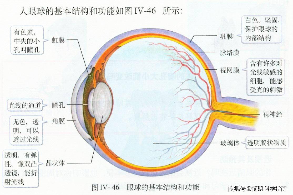 眼球的结构又分为眼球壁和内容物两部分