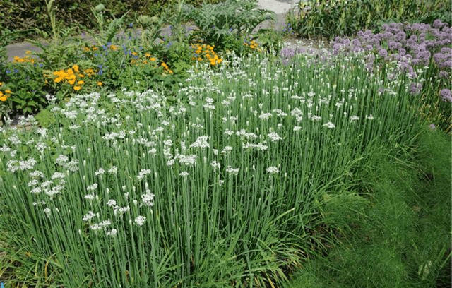 韭菜长得黑亮又粗壮,老农30年的经验告诉你,不妨一试