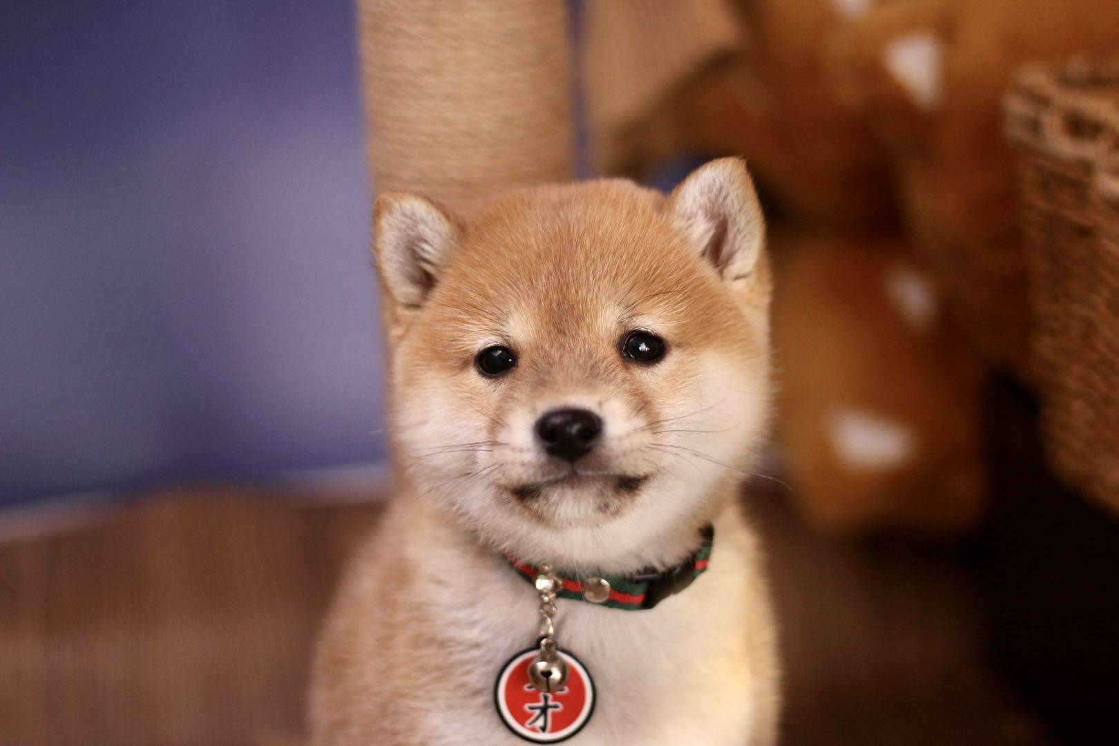 柴犬排名_柴犬头像(3)