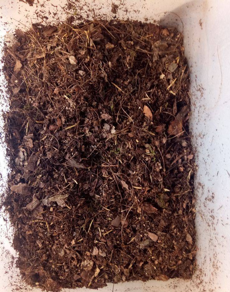 松树茸的用途 1c6573f9c82649098e0ed45e525338e8.jpeg