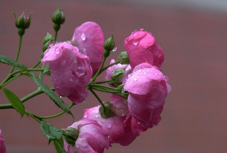 余秀华的新诗《雨蔷薇》,诗中只有淡淡的悲伤,写得水平如何?
