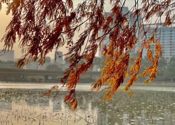 洪湖公园的落羽杉：冬日里一抹灿烂的金色