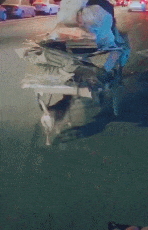 狗狗幫主人推車，一人一狗相依為伴，狗雖小卻比人強！ 萌趣萌寵 第5张