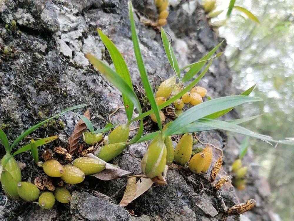 原创一种桃子俗称仙桃请记住只采茎叶别挖根煲汤是一绝