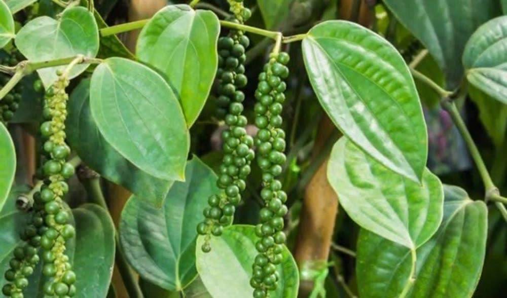 疫情期间贡布胡椒售价保持平衡