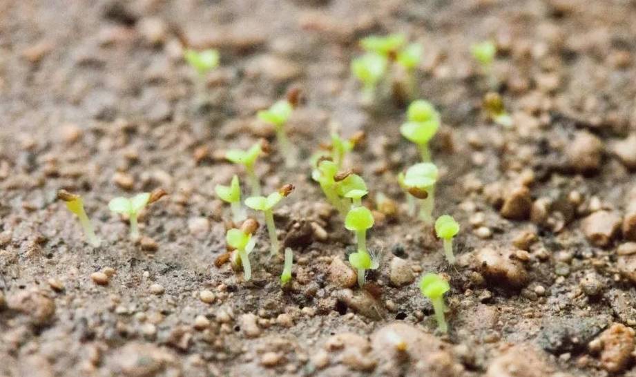 原创多肉植物和仙人掌用种子繁殖一个盆就能长上百棵苗