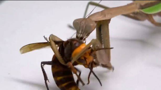 研究发现 雄螳螂不仅不甘心被雌性吃掉 还通过武力胁迫雌性交尾 昆虫