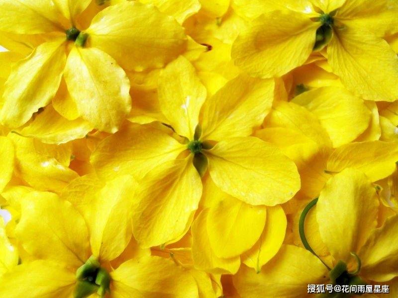 属猪人2021年2月份运势:容易被感动