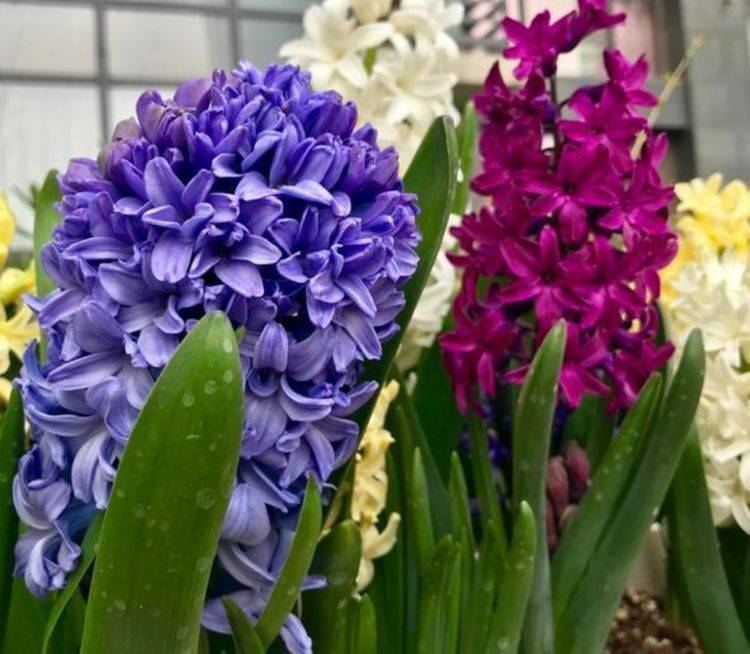 几种绿植最适合养客厅 沾点水就疯长 开花勤还爱爆盆 漂亮