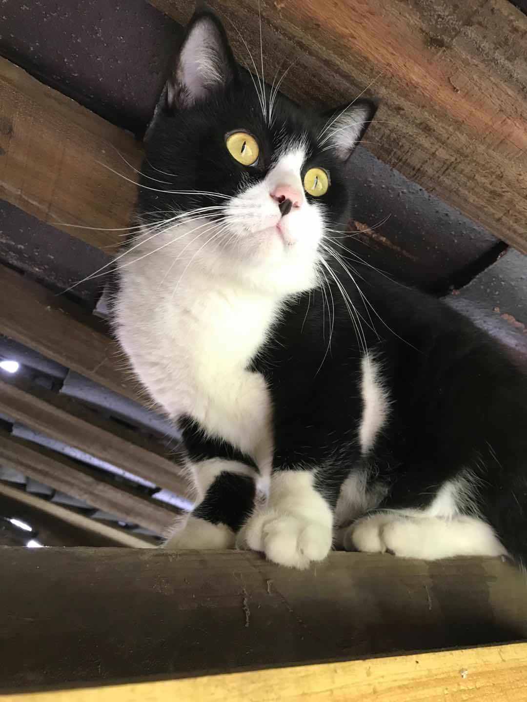 喵咪视角 645f769025e7485587a7e902fb842a33.jpeg