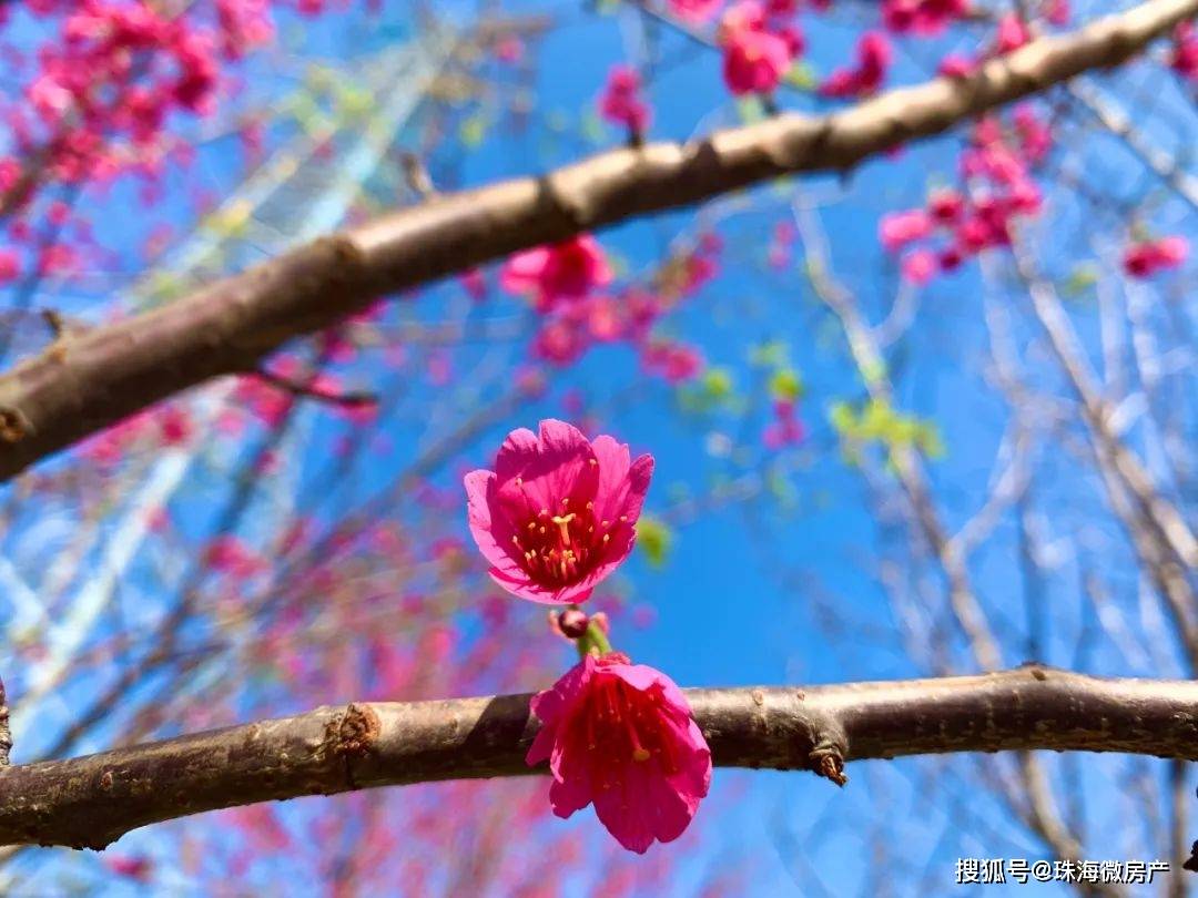 美炸！珠海这片粉红“花海”免费开放啦！趁还没火赶紧去...