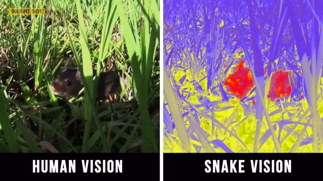 树懒每秒跑02米蛇一口一个为何没被吃绝树懒它找不到我