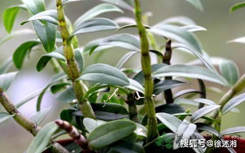 石斛排行_亚洲最大石斛森林,赏人间九大仙草之首(2)