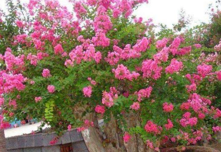 4种旺运花 吉祥添富贵 漂亮花期长 开花一簇簇 开成百花园 叶牡丹