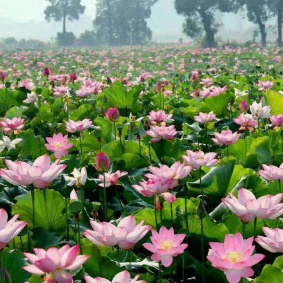 莲商会 太空莲 栽培的土壤条件 种植