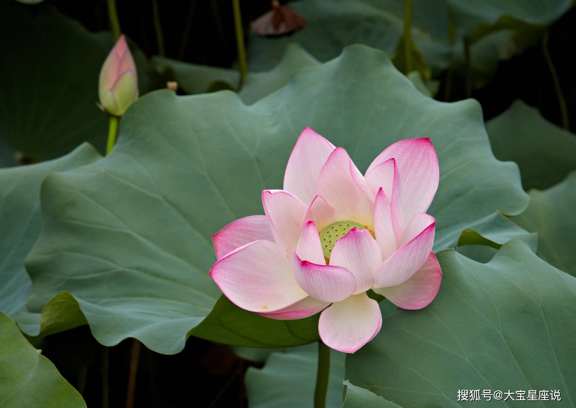 此4对生肖夫妻 明日起运势大好 生活多金多福 财富
