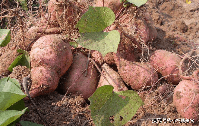 经常吃红薯，到底是在减肥还是在增肥呢？终于有专家说出答案了