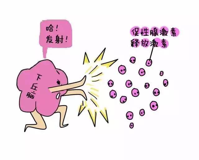 试管科普促排卵恐惧症会变胖有激素