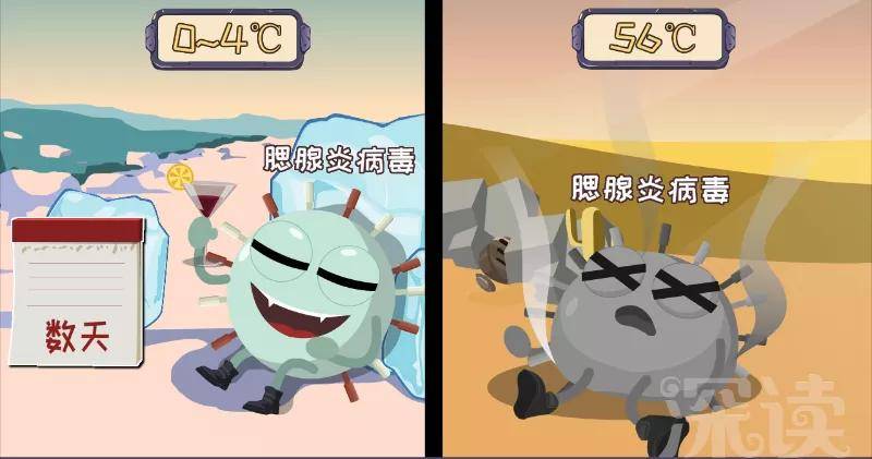 腮腺炎会伤害蛋蛋?搞出不育?硬核科普腮腺炎和蛋蛋的秘密!-搜狐大视野