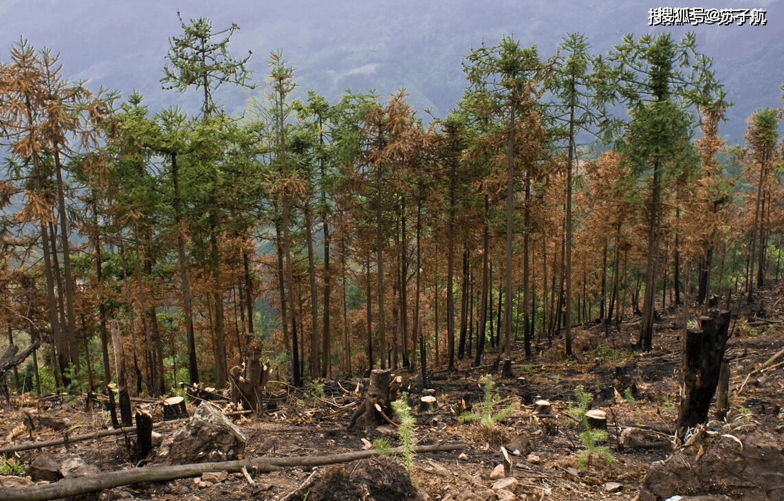 心痛15万亩防护林被恶意砍伐我们的蚂蚁森林还在吗