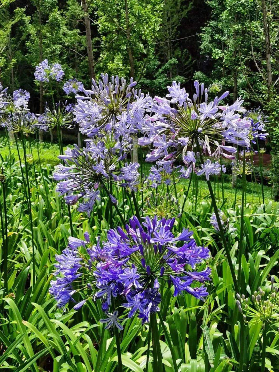 1种 君子兰 个头能窜1米多 开花是梦幻蓝色 特迷人 花盆