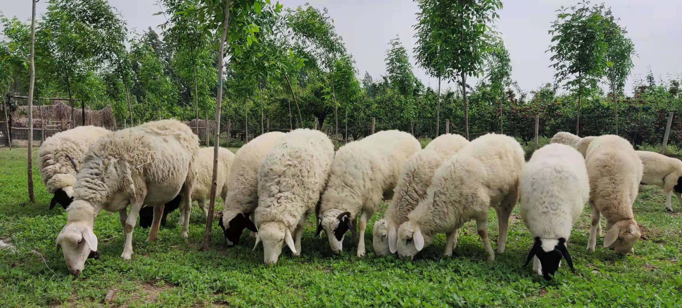 养羊到底怎么样,养多少羊可以年收入10万元呢?