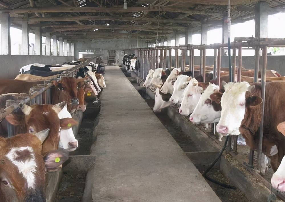 养殖场粪污该怎么进行无害化处理