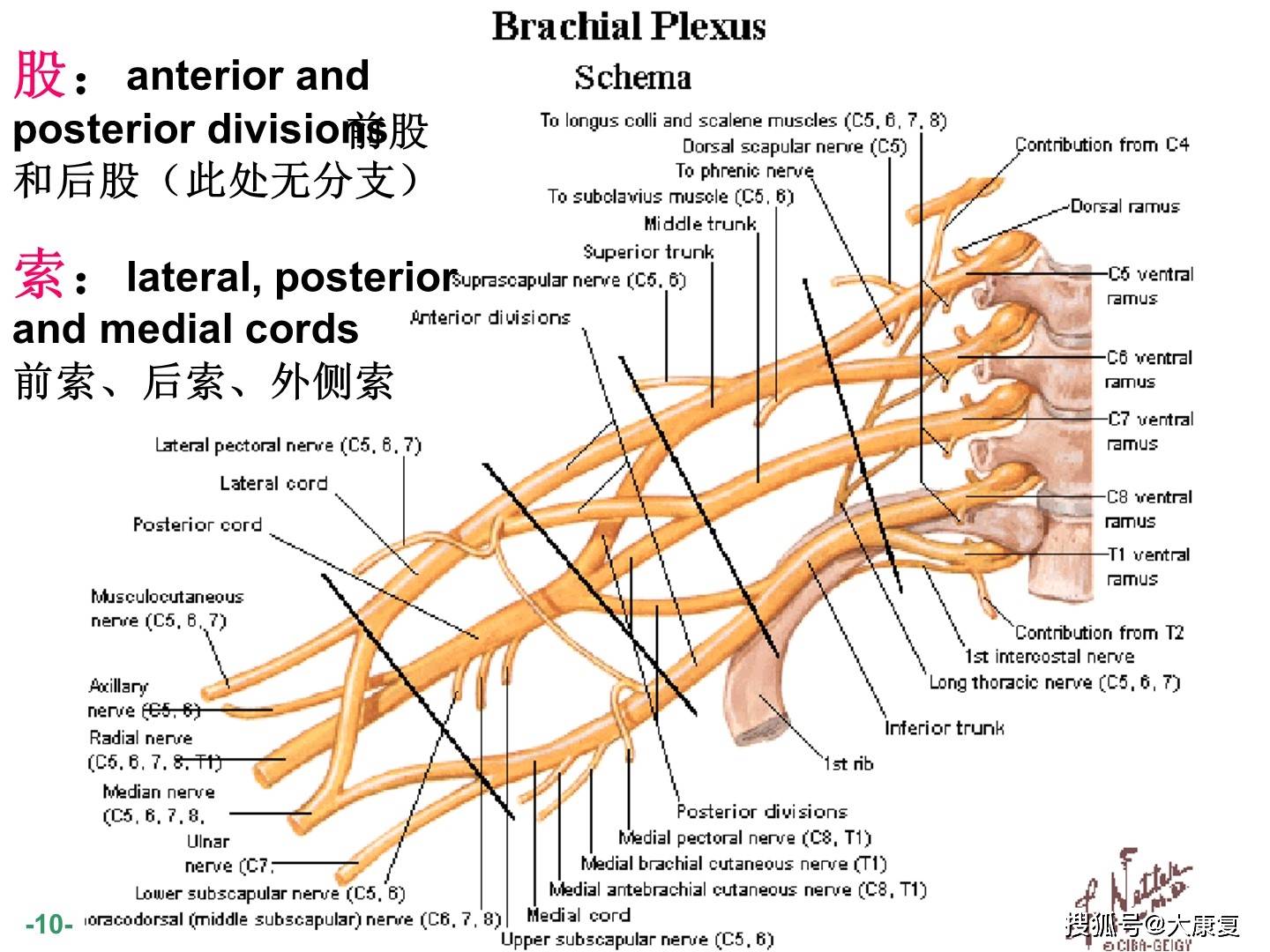 臂丛神经解剖图谱