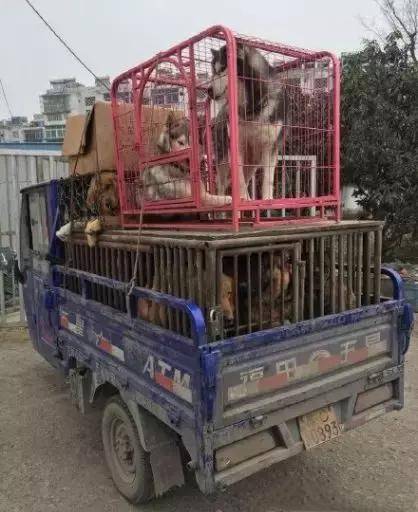 金毛親眼目睹同類被一個個賣掉，自知難以倖免，留下傷心的淚水！ 萌趣萌寵 第1张