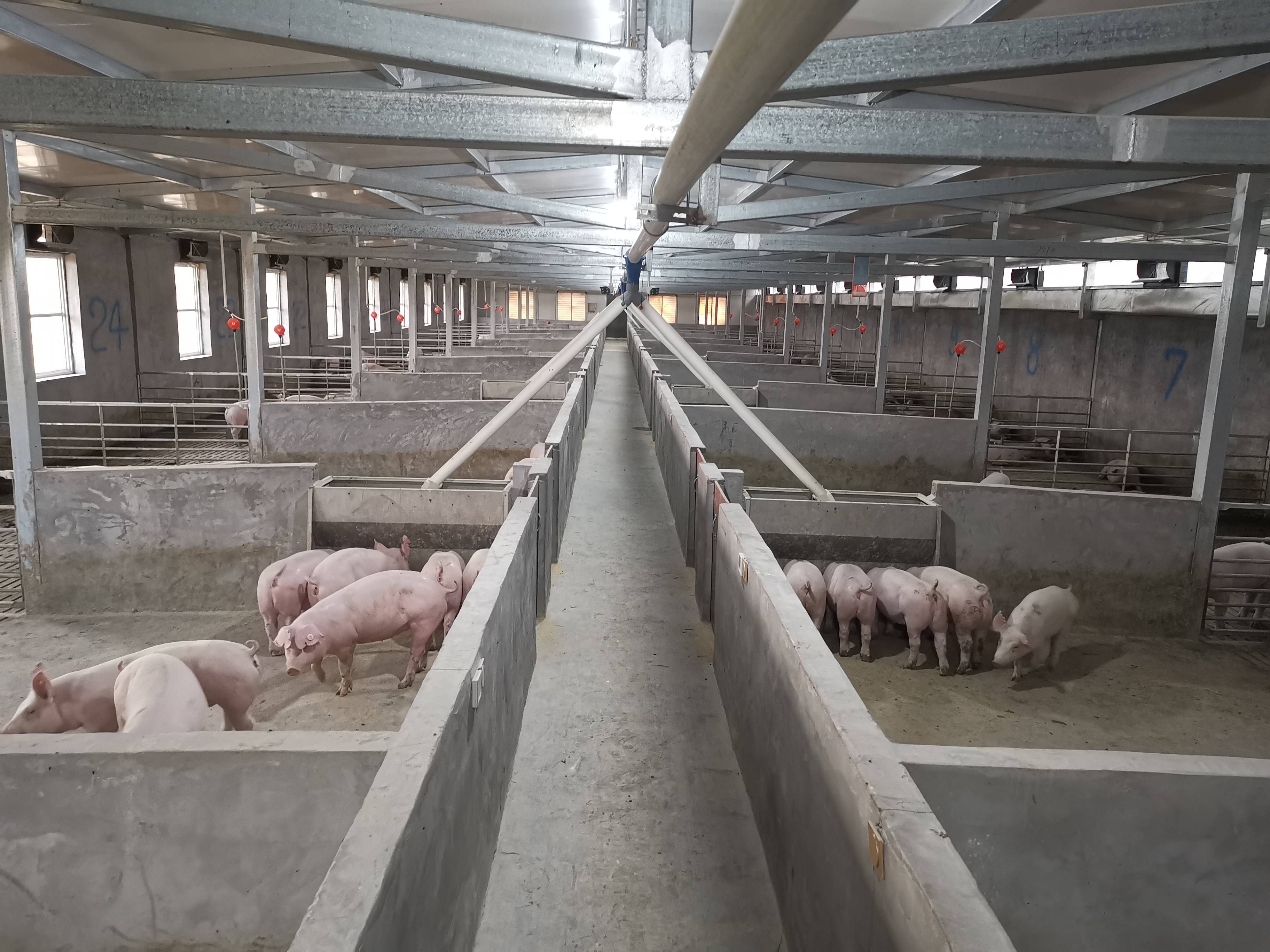 荷兰猪饲养场图片