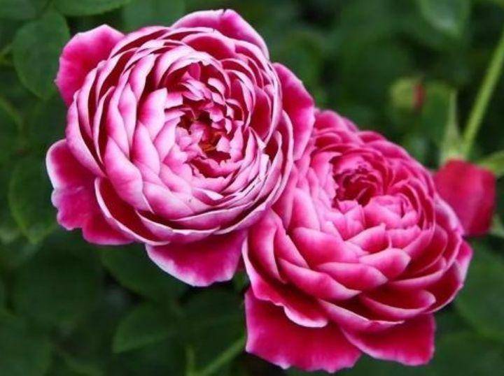 怎么养多头玫瑰花 814f15d1cf5e4c93bc04dd791594b032.jpeg