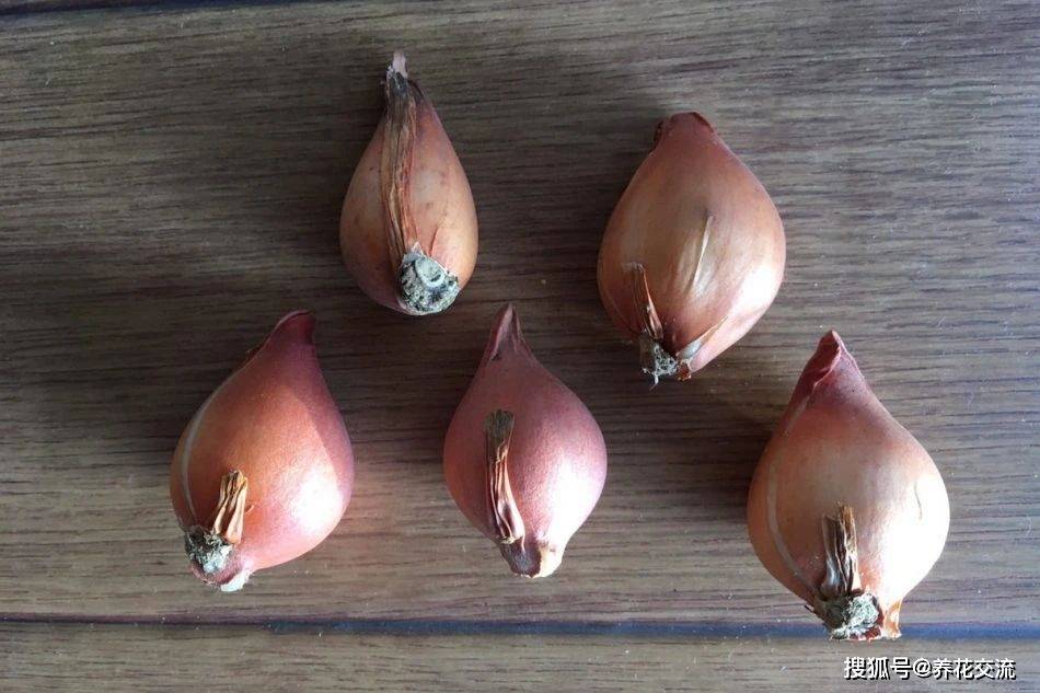用水培来繁殖郁金香,选原始的品种,花后种地里,过两年还能开花