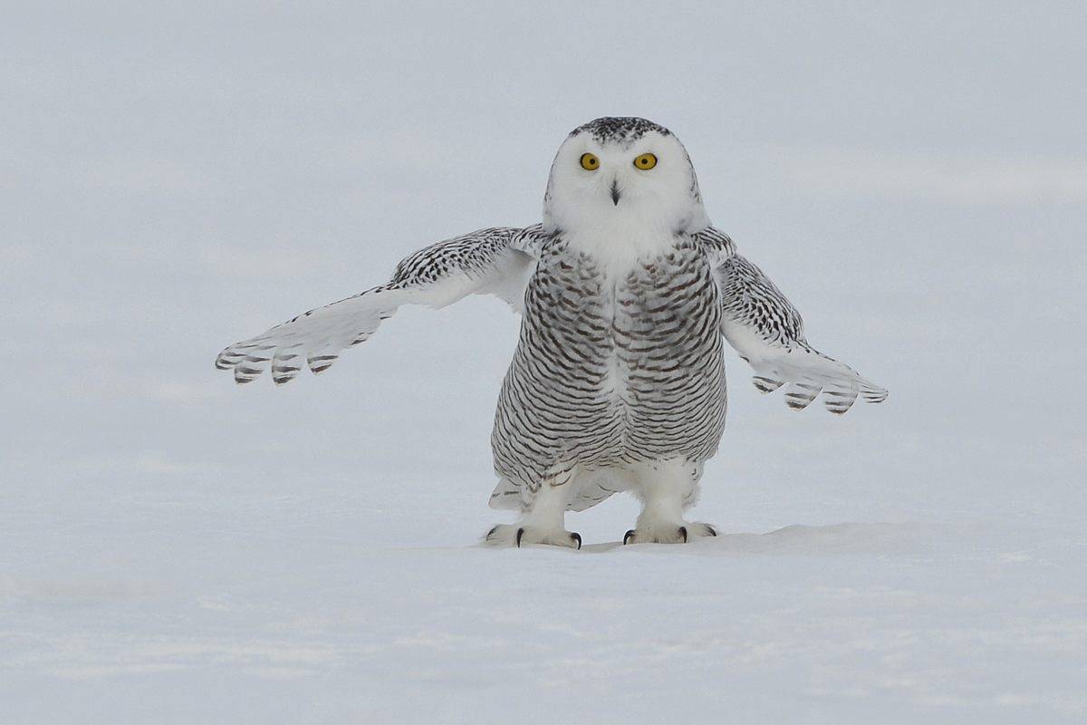 动物世界的冰雪时光
