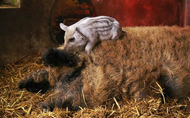 它是猪,但毛像羊.它是什么