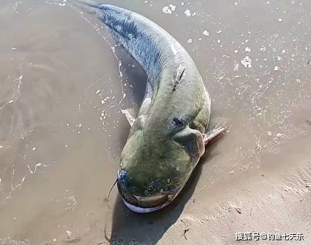 长江灭绝鱼种图片