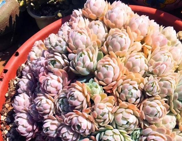 多肉植物缓苗很简单 选择合适湿度的土壤 利于多肉发根 叶片