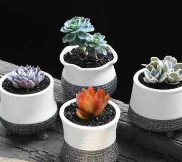 多肉小花盆高档 d25305591401489abedc35eb2af6c2c4.jpeg