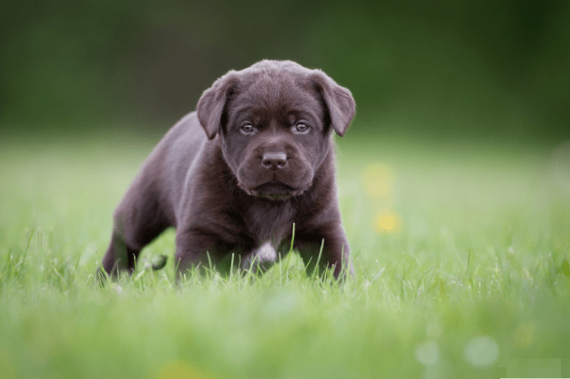 属狗人2021年开始会有人找上门是你这辈子最大的贵人要珍惜