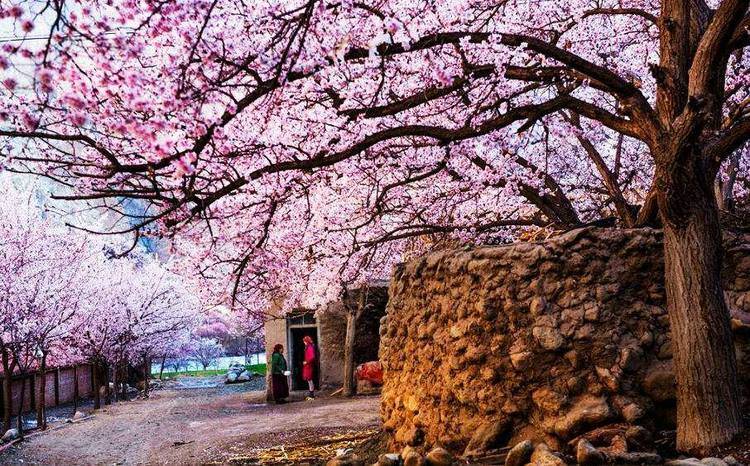 寻着杏花香，探寻塔莎古道的后花园，新疆旅拍南北疆赏杏花
