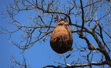 成语农什么蛇_成语故事图片(3)