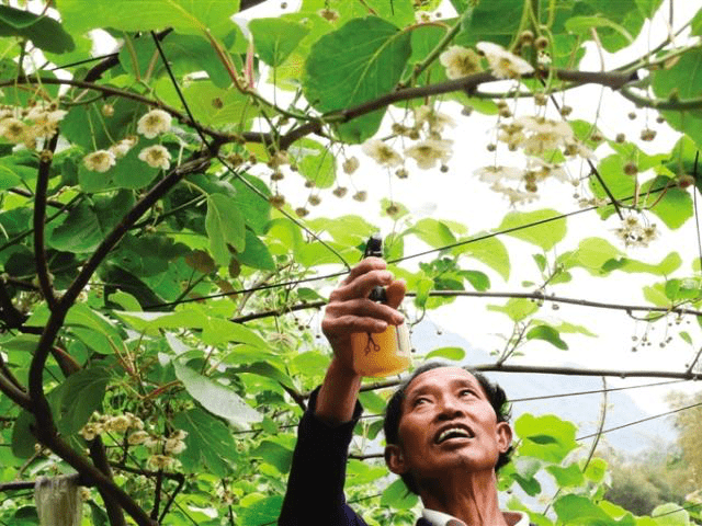 給獼猴桃樹定期進行整形修剪,在冬季修剪要選配健壯理想的結果母枝