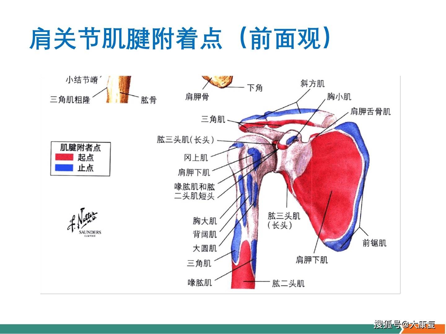 肩关节软组织压痛点的解剖与临床