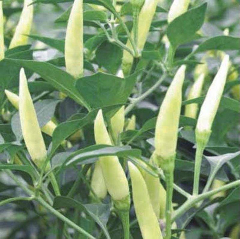 白玉米椒白米椒小泡椒白朝天椒种子_老果