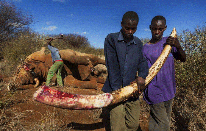 尸体不堪入目,只能说善恶终有报,这个偷猎者之前猎杀过不少的野生犀牛