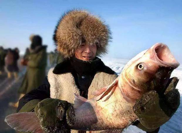 著名的查干湖冬捕，为啥每次都能捞上这么多的鱼？真相让人不齿