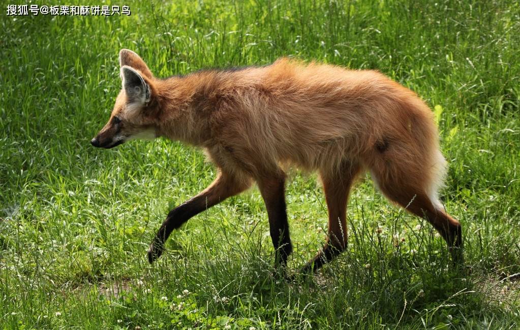 原创顺拐的狼怎么捕猎鬃狼别说了我一只狼自己住吃素还不行吗