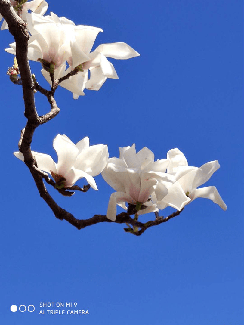 迎春花是什么颜色（迎春花是什么颜色的图片）