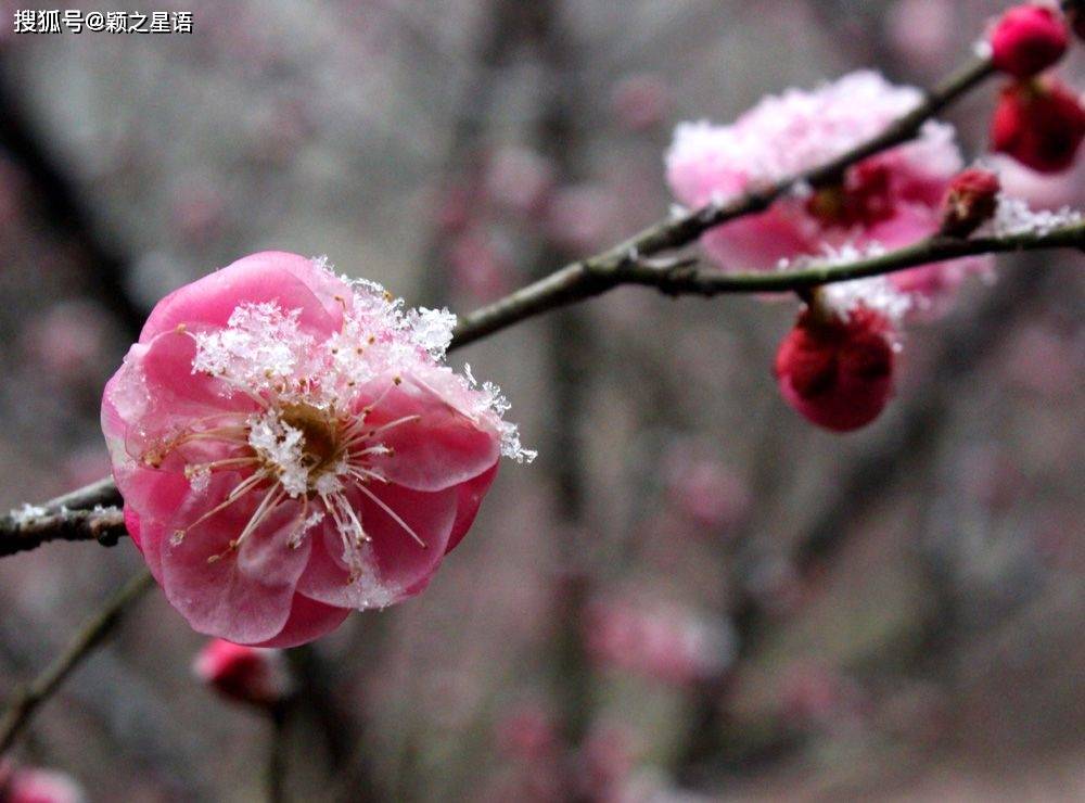 宁波15处赏梅地 第一处最壮观 并且免费 春节会交通拥堵 梅花