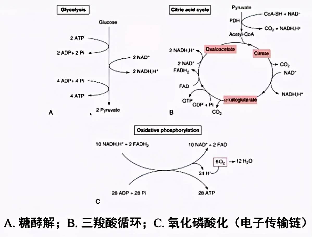 乳酸被转运至肝脏,并在肝脏中再转变为葡萄糖,这个过程叫做cori循环